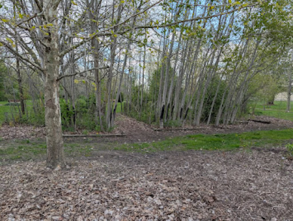 The aspen grove