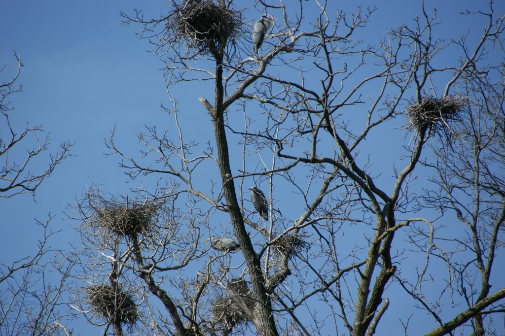 Herons March 2010