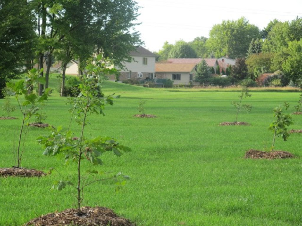 TOMLINSON ARBORETUM