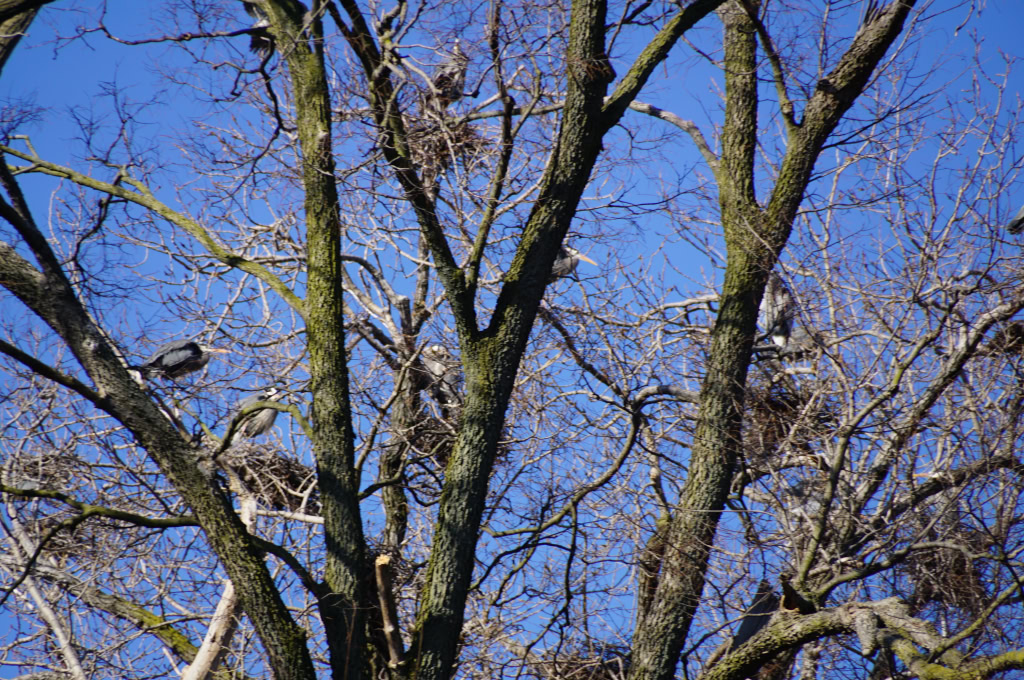 Heron Rookery 2016