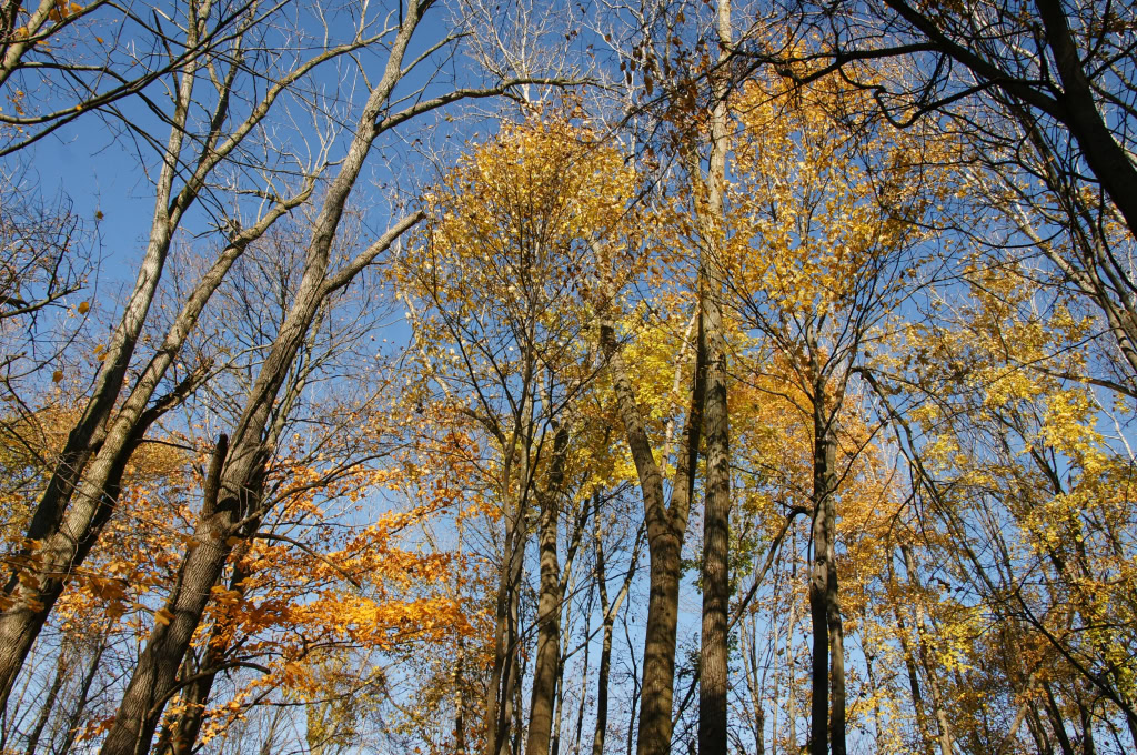 CANAL PARK  OCTOBER 2011