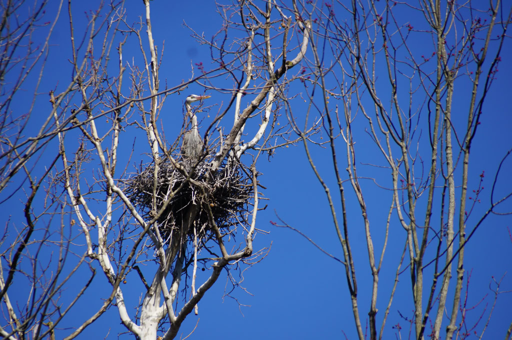 Great Blue Herons March 26  2018