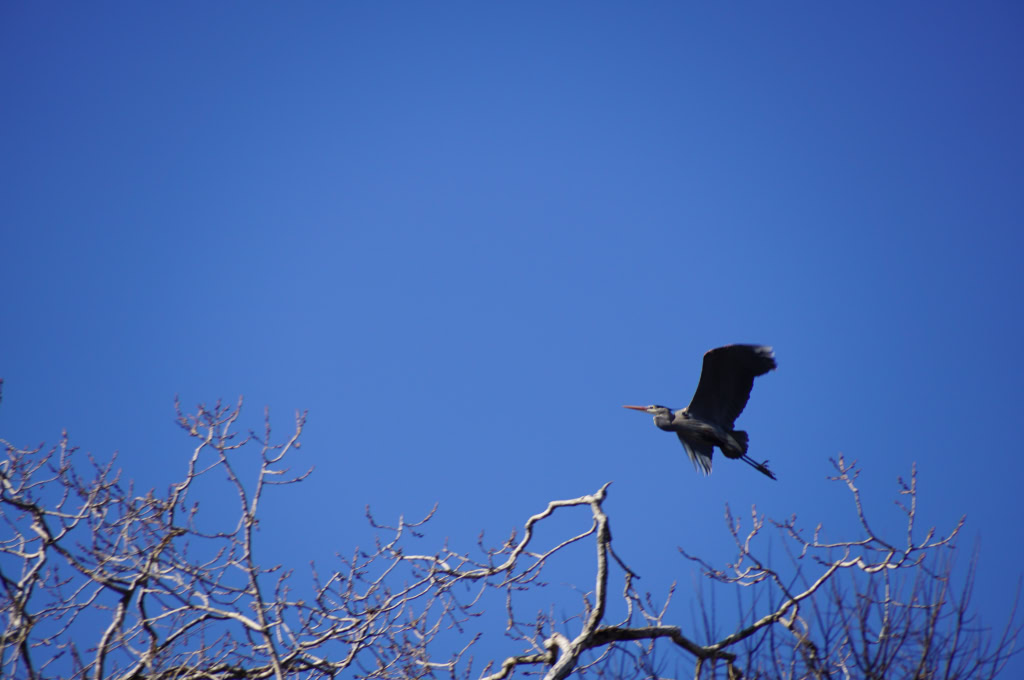 HERONS  2015