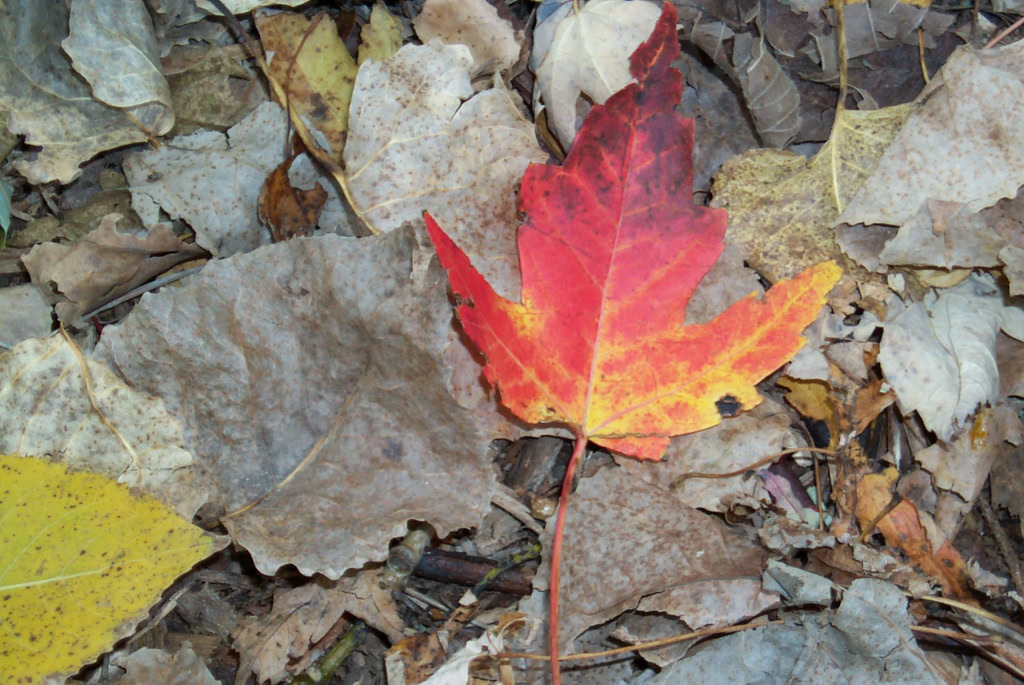 maple leaf