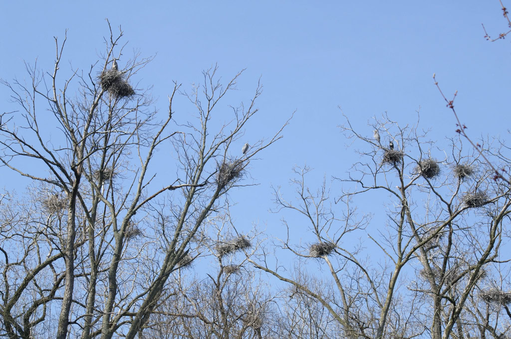 GREAT BLUE HERONS APRIL 2008